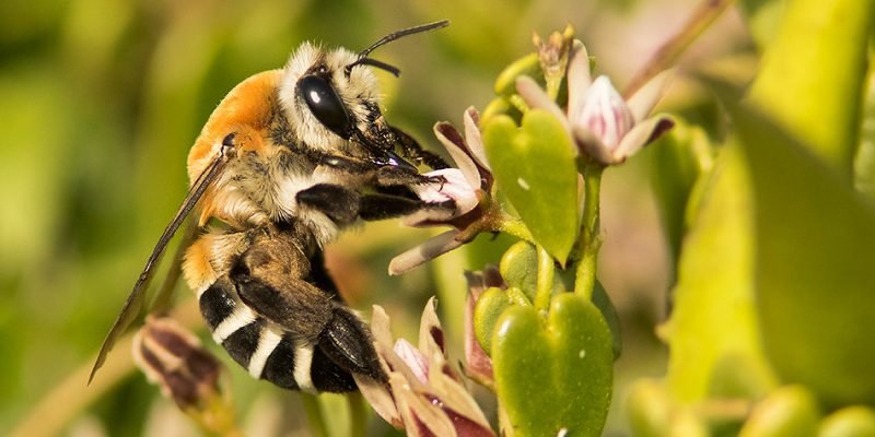 Cinco beneficios del polen de abeja